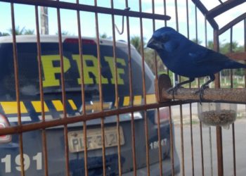 Santa Brígida: PRF flagra crime ambiental e resgata animais silvestres em trecho da BR 110