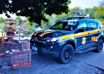 PRF resgata aves silvestres criadas em cativeiro na zona rural de Paulo Afonso (BA)