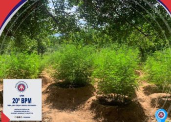 Operação “Força Total”: plantação com 15 mil pés de maconha é achada em Abaré-BA