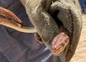 Bombeiros resgatam serpente na área externa de restaurante da Prainha
