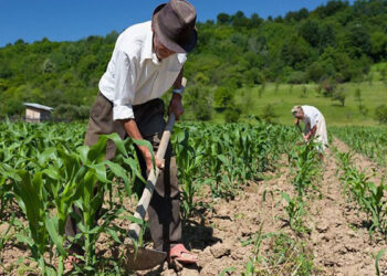 Pagamento do Garantia Safra beneficia cerca de 1.500 produtores em Paulo Afonso