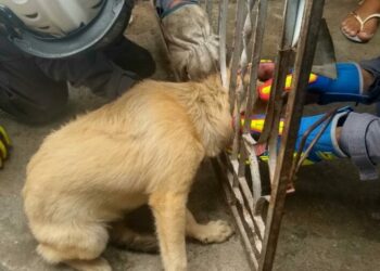 Bombeiros do 15° GBM resgatam cachorro que ficou com cabeça presa em portão de ferro