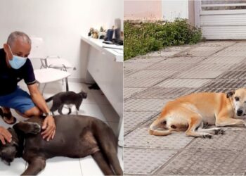 Duas cadelas, dois encantos, duas realidades (Francisco Nery Júnior) 