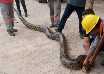 Sucuri com cinco metros de comprimento é encontrada em usina da Chesf na Bahia