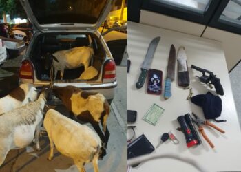 Em Paulo Afonso, PM encontra 7 ovelhas dentro de carros e prende suspeitos de furto em propriedade rural
