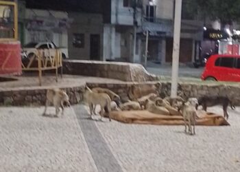 ONG lança petição pública cobrando medidas para diminuição de cães e gatos nas ruas de Paulo Afonso