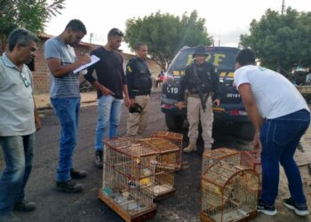 FPI/BA encontra irregularidades e realiza o resgate de mais de 20 pássaros silvestres em Paulo Afonso