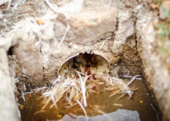 Abatedouro é interditado por descartar vísceras e sangue de aves a céu aberto em Canapi, AL