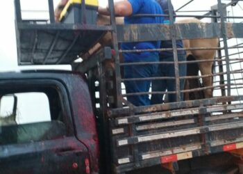 Bombeiros ajudam a resgatar cavalo ferido após cabeça ficar presa em grade de veículo no centro de Paulo Afonso