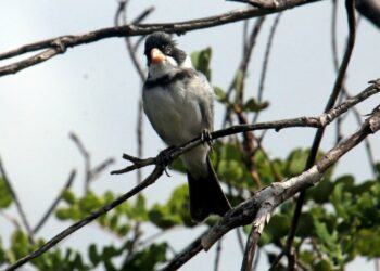 PRF resgata 32 animais silvestres em Rodelas (BA)