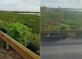 Baronesas tomam conta novamente do espelho d’água na Prainha: “a cena se repete”