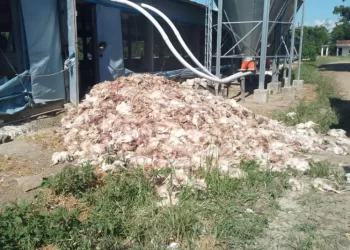 Cem mil aves morrem após queda de energia no interior da Bahia; prejuízo de R$ 2 milhões