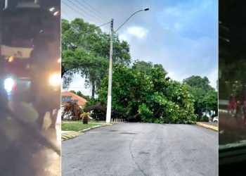 Chuva e vento forte causam acidentes no trânsito e derrubam árvore em Paulo Afonso