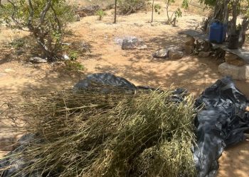 Polícia Militar erradica ‘roça de maconha’ e prende suspeito por tráfico de drogas em Chorrochó-BA