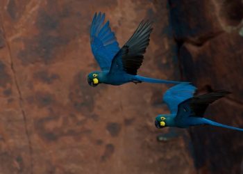 MPF determina anulação do licenciamento ambiental de complexo eólico na Bahia, perto de único refúgio da arara-azul-de-lear