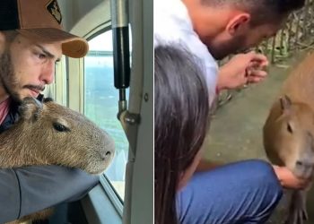 Capivara Filó é devolvida ao influencer Agenor após decisão judicial; assista ao resgate