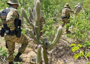 PF erradica 276 mil pés de maconha e evita a produção de 55 toneladas da droga no Sertão PE