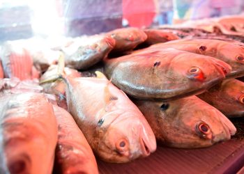 Vigilância Sanitária de Paulo Afonso orienta sobre o consumo de pescados durante a Semana Santa