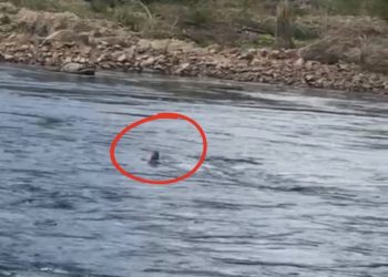 Homem é salvo por embarcação após tentar atravessar rio em Piranhas-AL e cair em “panela d’água”