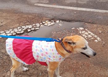 Lady no lugar de Otta no nosso coração (Francisco Nery Júnior)