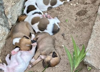 Justiça bloqueia mais de R$ 100 mil das contas de Paulo Afonso para garantir serviços de proteção animal