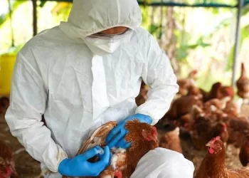 Vigilância em Saúde da Bahia emite alerta em função da Gripe Aviária