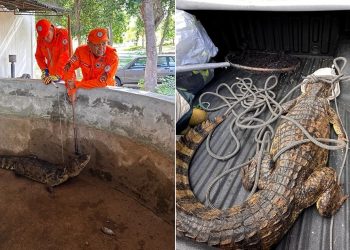 Bombeiros resgatam jacaré de cerca de 1,50m de comprimento em Paulo Afonso
