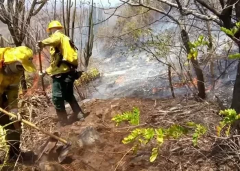 ICMBio abre inscrições para seleção de brigadistas no norte da BA; veja como participar