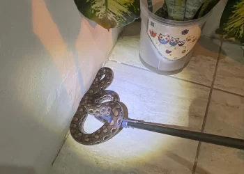 FOTOS: cobra é resgatada por bombeiros em varanda de casa em Paulo Afonso