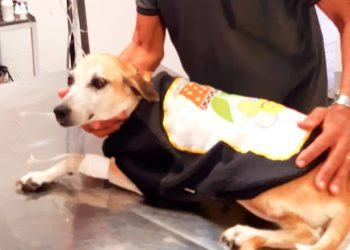 Se Lady falasse – Ação oportuna de um vereador (Francisco Nery Júnior)