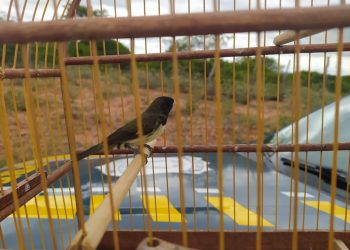 Na Semana Nacional do Meio Ambiente, PRF flagra crime ambiental e resgata animais silvestres em Paulo Afonso