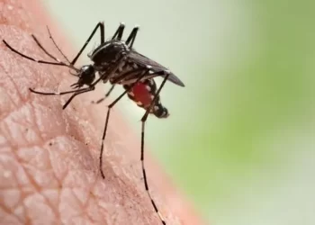 Terceira morte causada por dengue grave é confirmada em cidade na BA; paciente tinha 20 anos