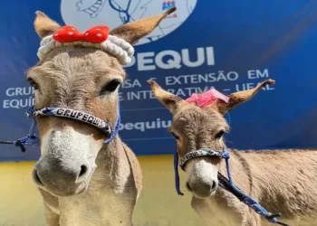 Jumentos são resgatados de abate em Paulo Afonso-BA e campanha busca adoção responsável para eles em AL