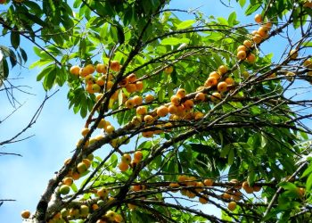 Francisco Nery Júnior – Um pé de cambucá