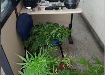 PM prende homens com armas de fogo, munições, coletes balísticos e 16 pés de maconha em Paulo Afonso