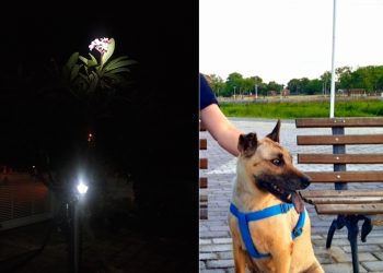 CRÔNICA – Otta, uma nova vida (2) – Francisco Nery Júnior