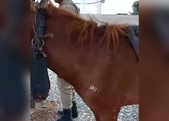 Carroceiro é detido por maus-tratos a animal em Paulo Afonso; vídeos