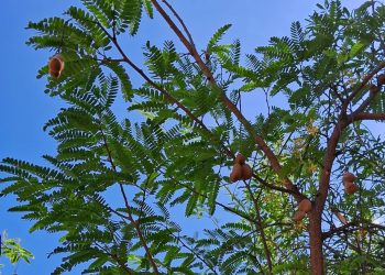 CRÔNICA – Um pé de tamarindo na Avenida de Contorno (Francisco Nery Júnior)
