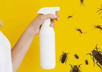 CRÔNICA – Baratas, formigas e moscas, pra que matar? (Francisco Nery Júnior)