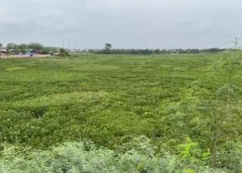 Prainha de Paulo Afonso e parte do lago da PA-IV estão tomadas por baronesas (VÍDEOS)