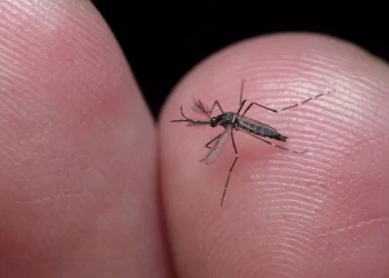 Quarta morte por dengue na Bahia é confirmada pela Sesab