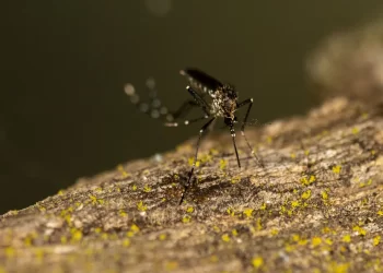 Sesab confirma terceira morte por dengue na Bahia