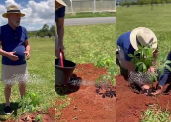 Crônica – Lula, o plantador de árvores (Francisco Nery Júnior)