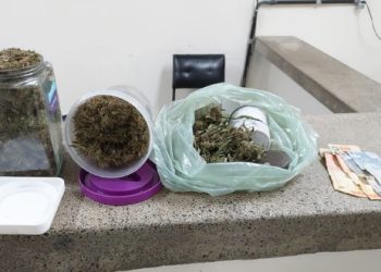 REGIÃO – Pés de maconha com cerca de 1,5m de altura são encontrados dentro de residência em Cícero Dantas-BA