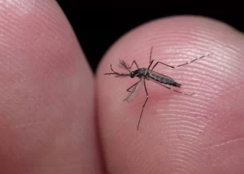 Sobe para 22 número de mortes por dengue na Bahia; 285 cidades enfrentam epidemia da doença