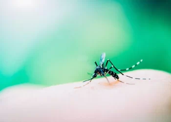 Três mortes por dengue são confirmadas e número de óbitos sobe para 12 na Bahia