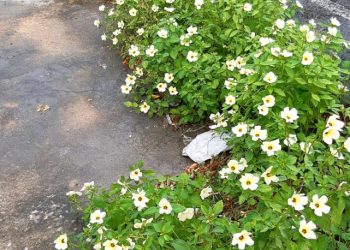 CRÔNICA – Temos a nossa edelweiss (Francisco Nery Júnior)