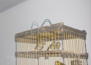 PRF flagra transporte ilegal de aves silvestres na BR 110 em Ribeira do Pombal (BA)