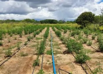 Mega plantação de maconha com cerca de 70 mil pés é descoberta em Abaré, BA