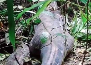 Mulher é engolida por Píton na Indonésia e caso não é o primeiro; veja outros